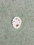White shell with floral design on a textured green surface