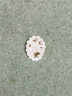 White shell with floral design on a textured green surface